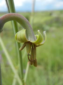 Image of Agave singuliflora (S. Watson) A. Berger