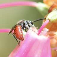 Image of Sphecodes ranunculi Robertson 1897