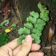 Adiantum menglianense Y. Y. Qian的圖片