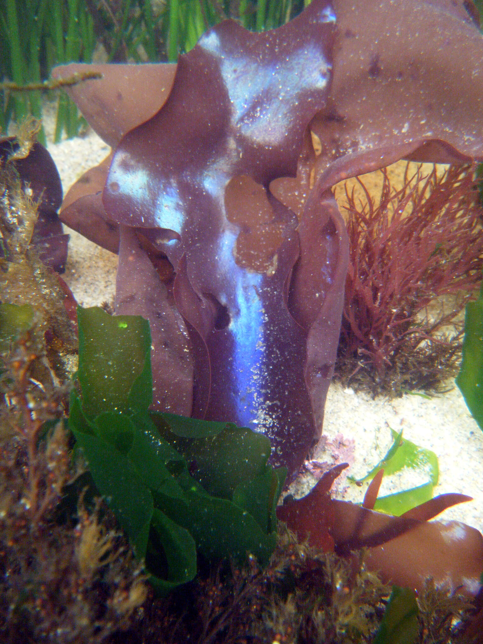 Image of Iridescent Seaweed