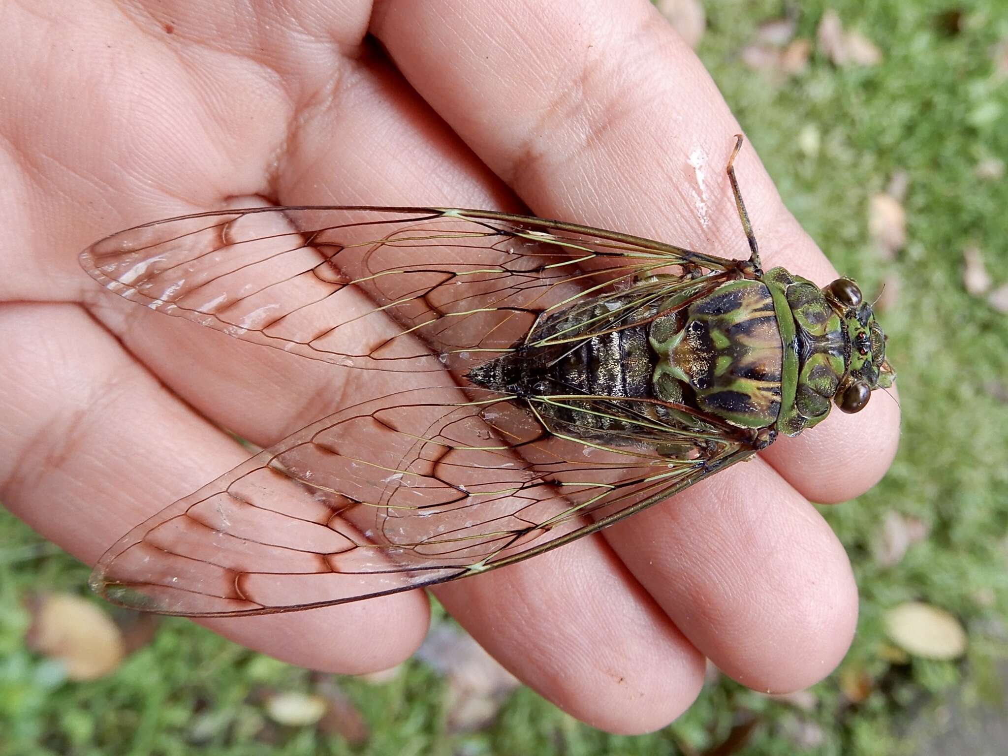 Image of Pomponia linearis (Walker & F. 1850)