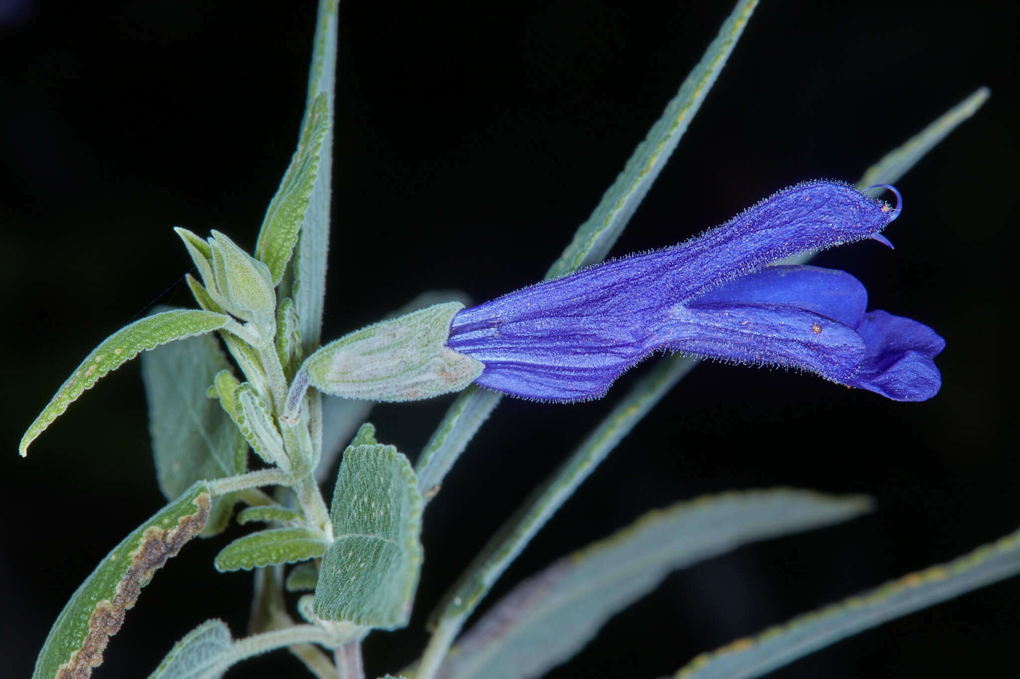 Image of Salvia retinervia Briq.