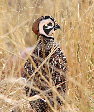 Image of Cyrtonyx Gould 1844