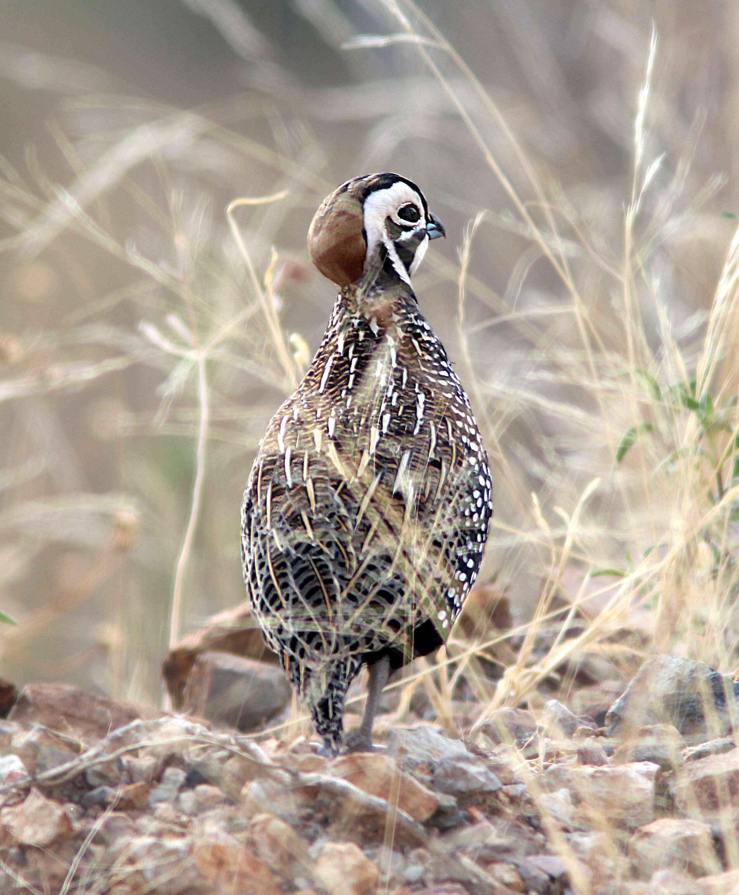 Image of Cyrtonyx Gould 1844