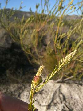 Image of Phylica excelsa Wendl.