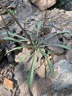 Oenothera argillicola Mackenzie的圖片