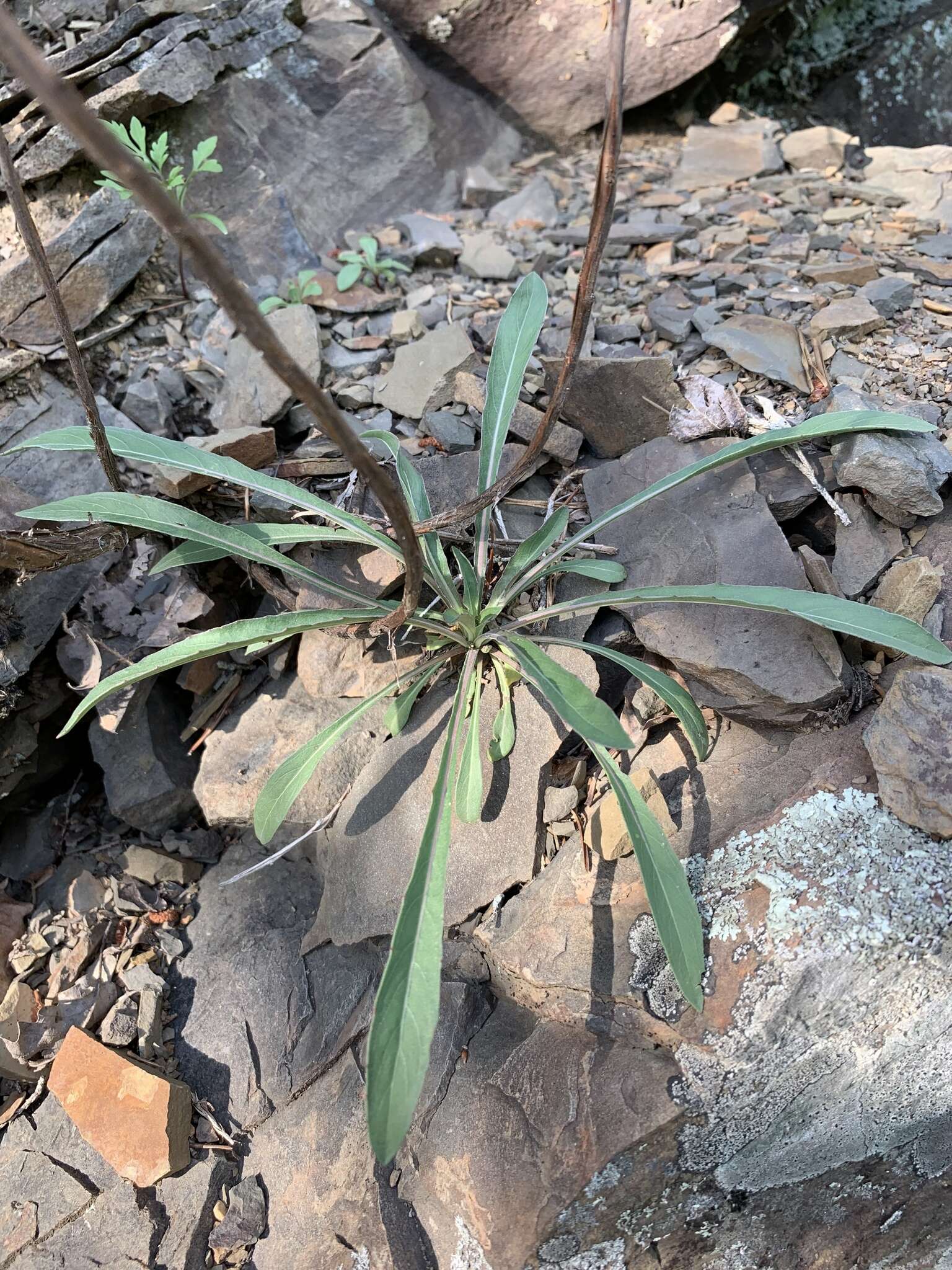 Oenothera argillicola Mackenzie的圖片