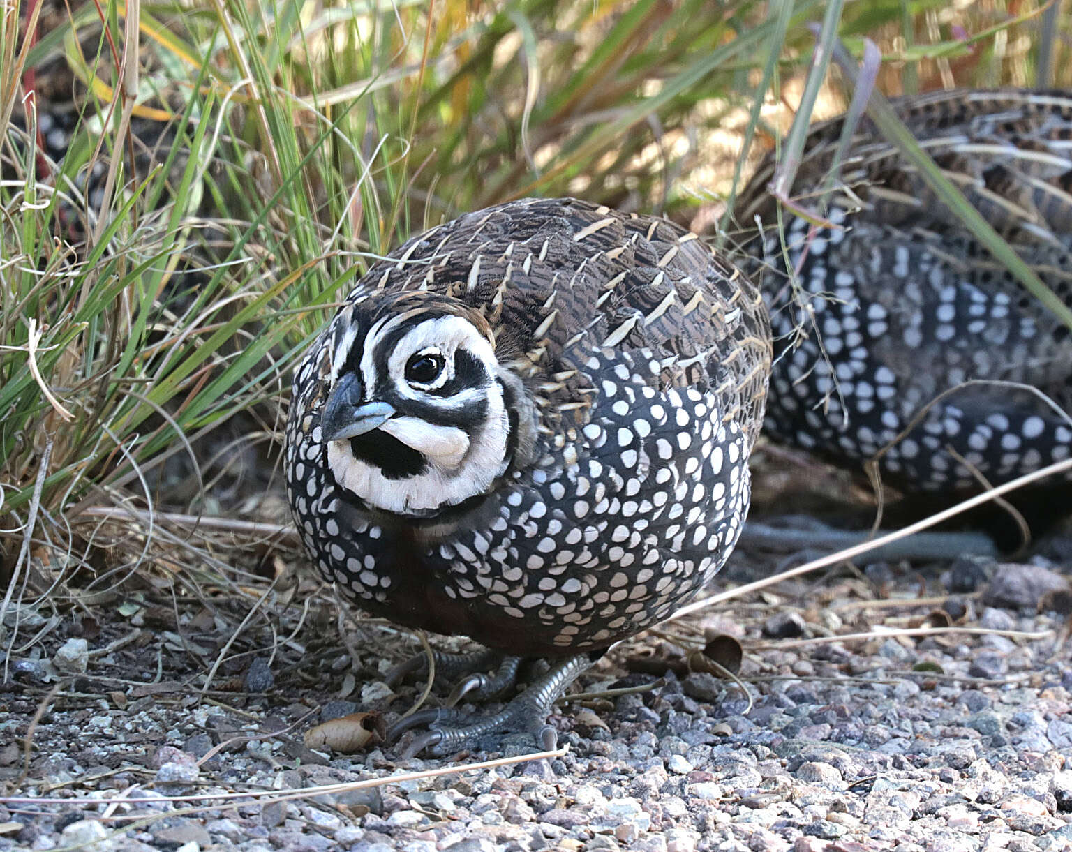 Image of Cyrtonyx Gould 1844