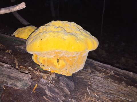 Image de Polypore safran