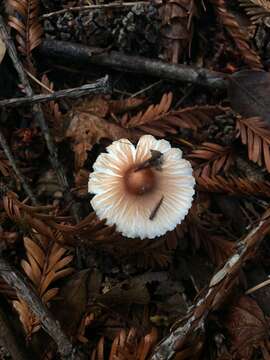 Image of Lepiota rubrotinctoides Murrill 1912