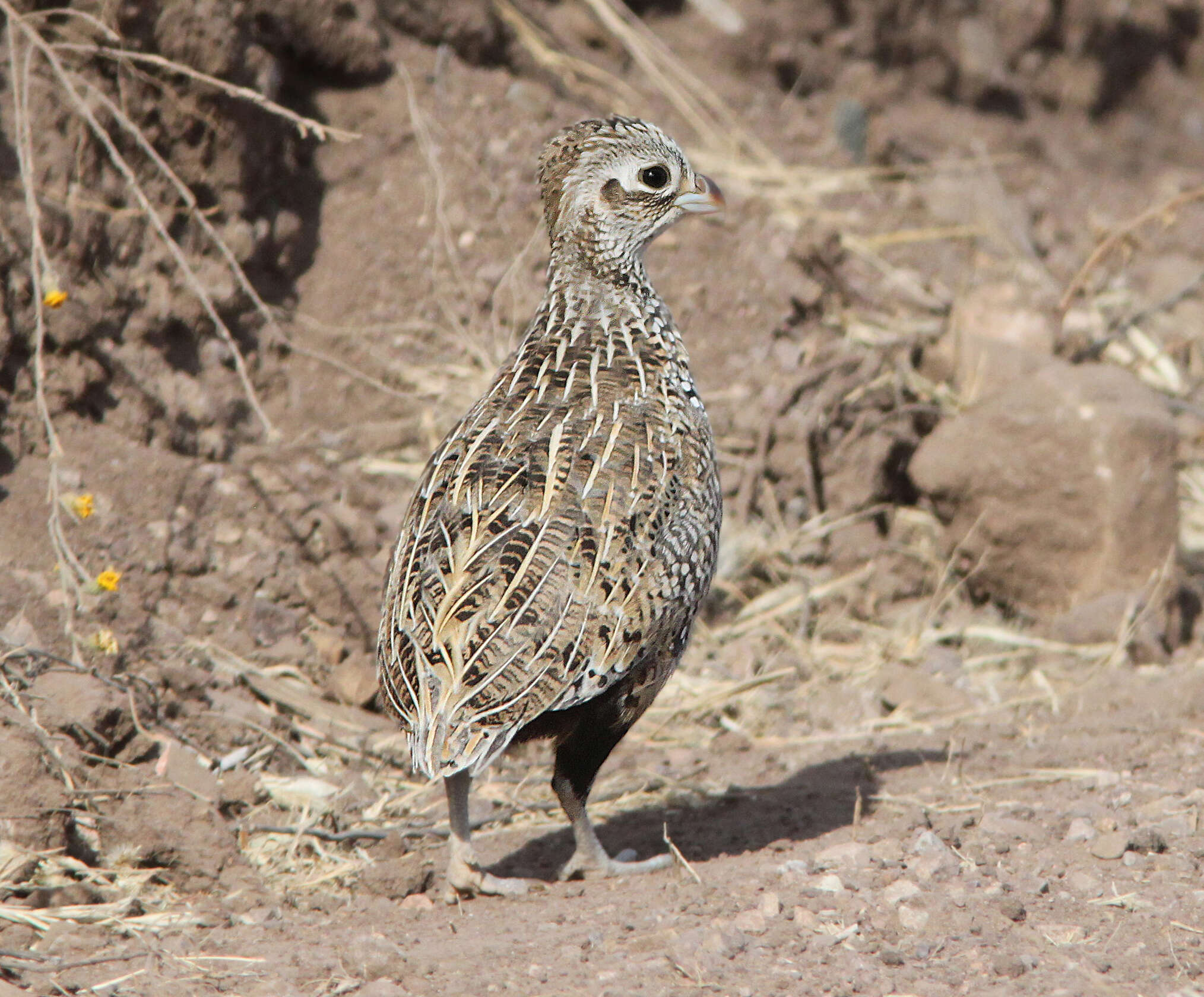 Image of Cyrtonyx Gould 1844