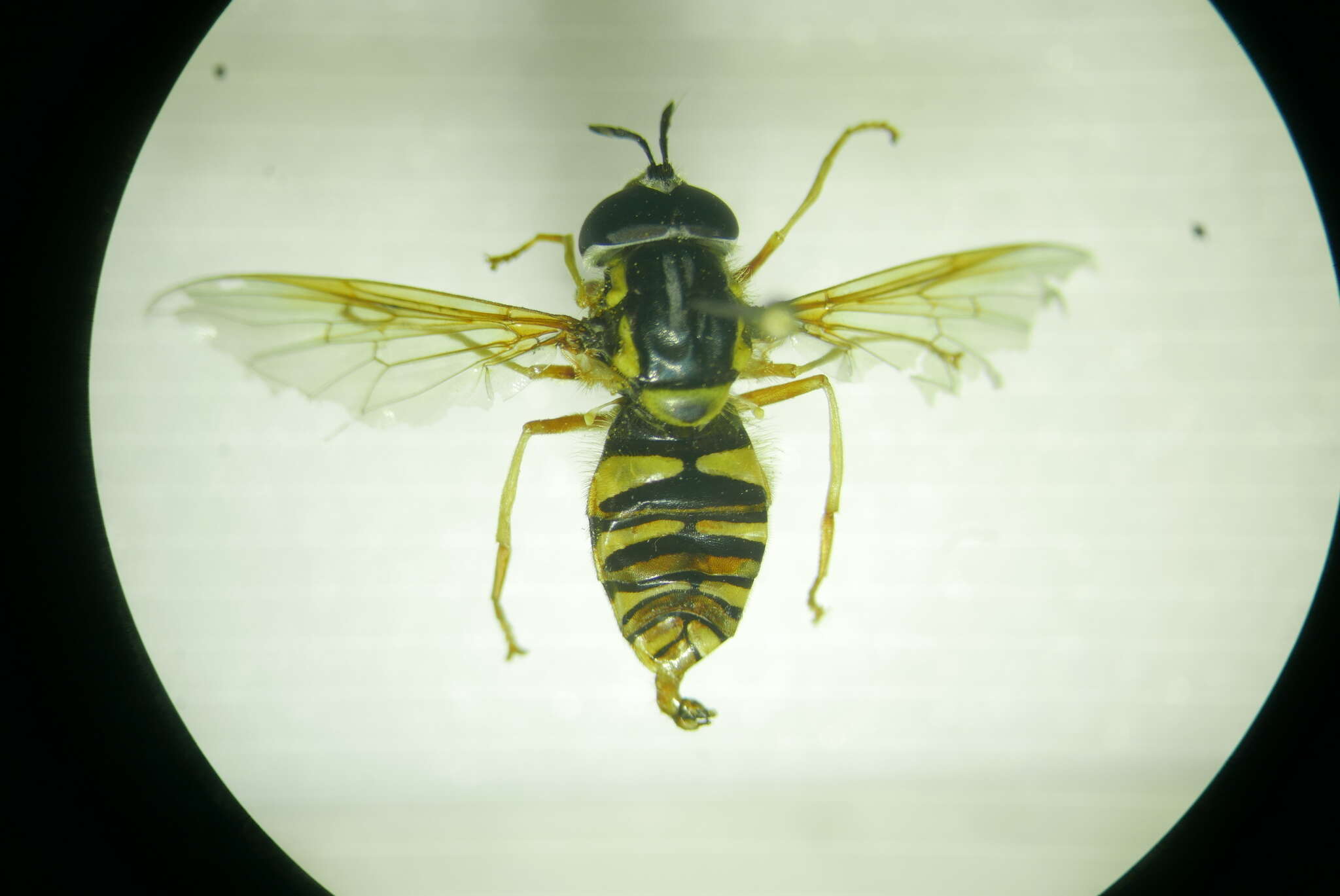 Image de Chrysotoxum verralli Collin 1940