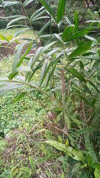 Image of Calamus formosanus Becc.