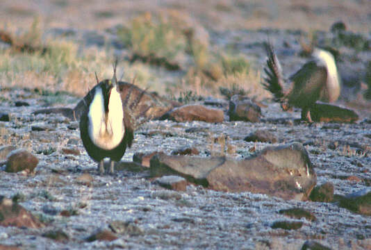 Image of Gunnison sage-grouse; greater sage-grouse