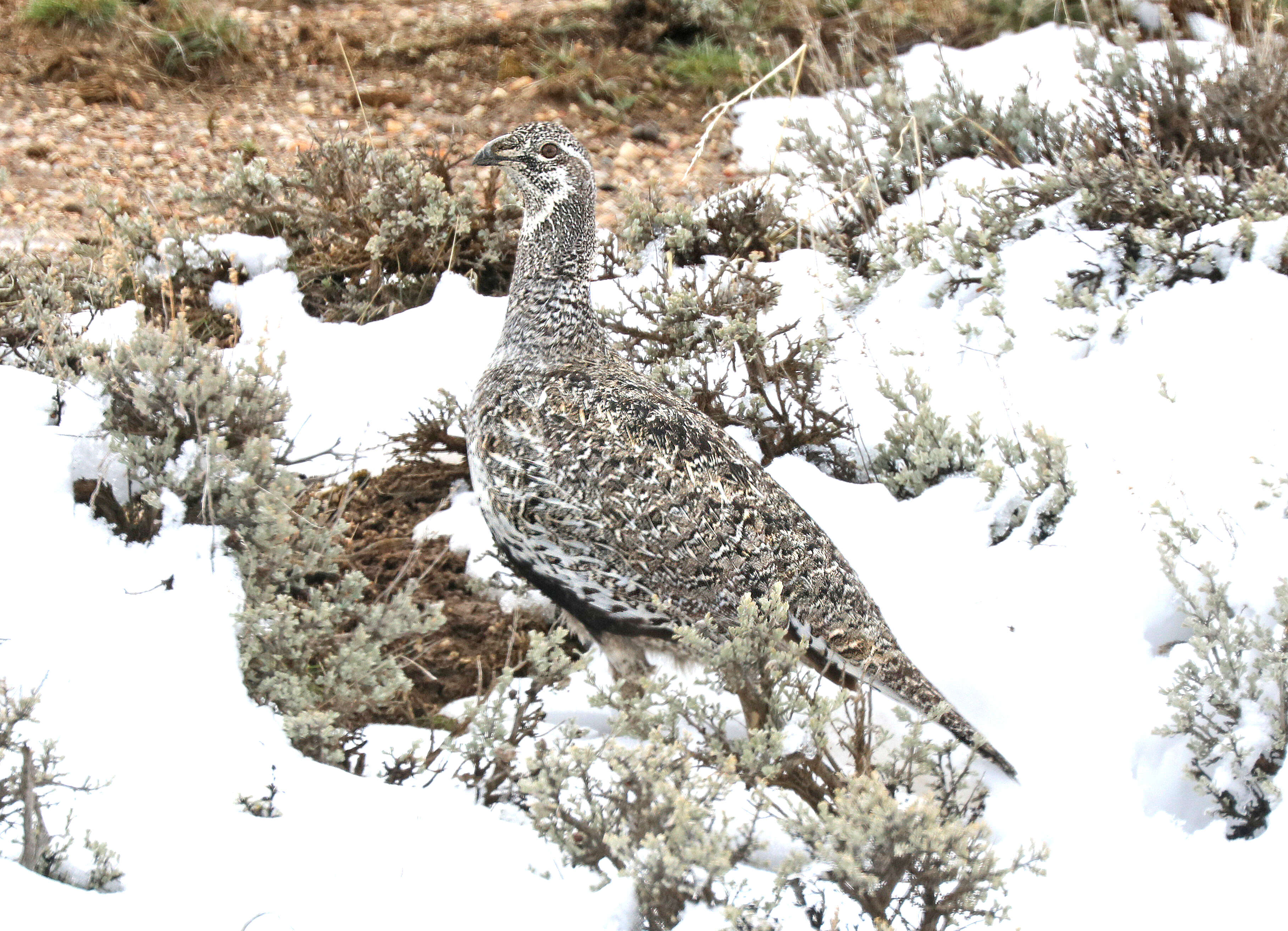 Image of Gunnison sage-grouse; greater sage-grouse