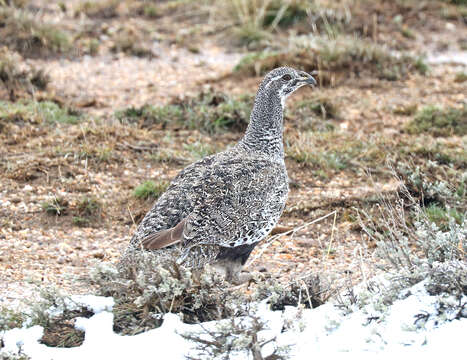 Image of Gunnison sage-grouse; greater sage-grouse