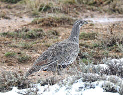 Image of Gunnison sage-grouse; greater sage-grouse