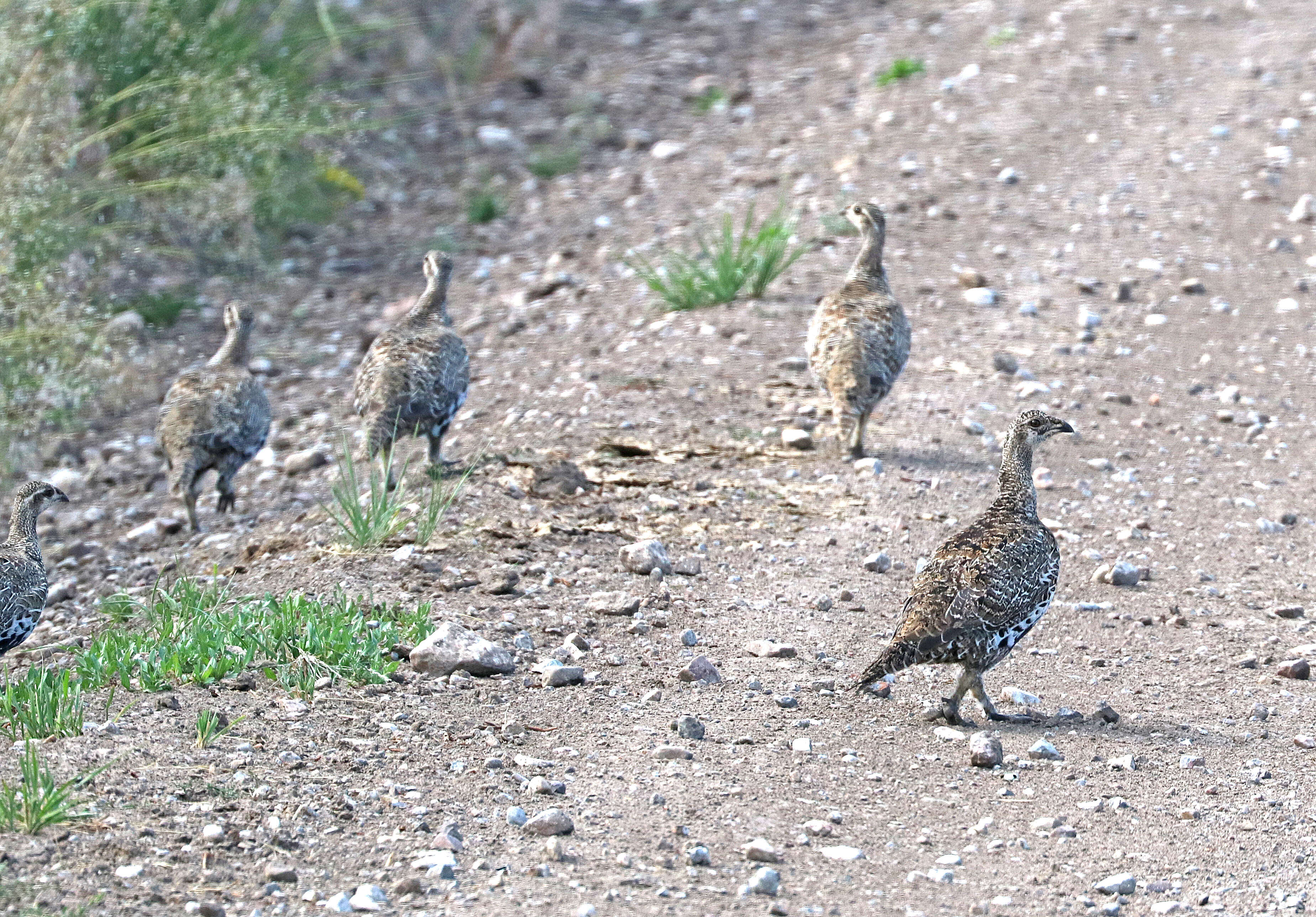 Image of Gunnison sage-grouse; greater sage-grouse