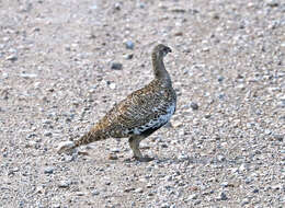 Image of Gunnison sage-grouse; greater sage-grouse