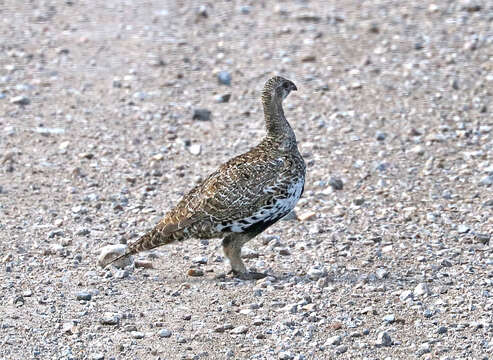 Image of Gunnison sage-grouse; greater sage-grouse