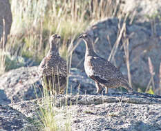 Image of Gunnison Grouse