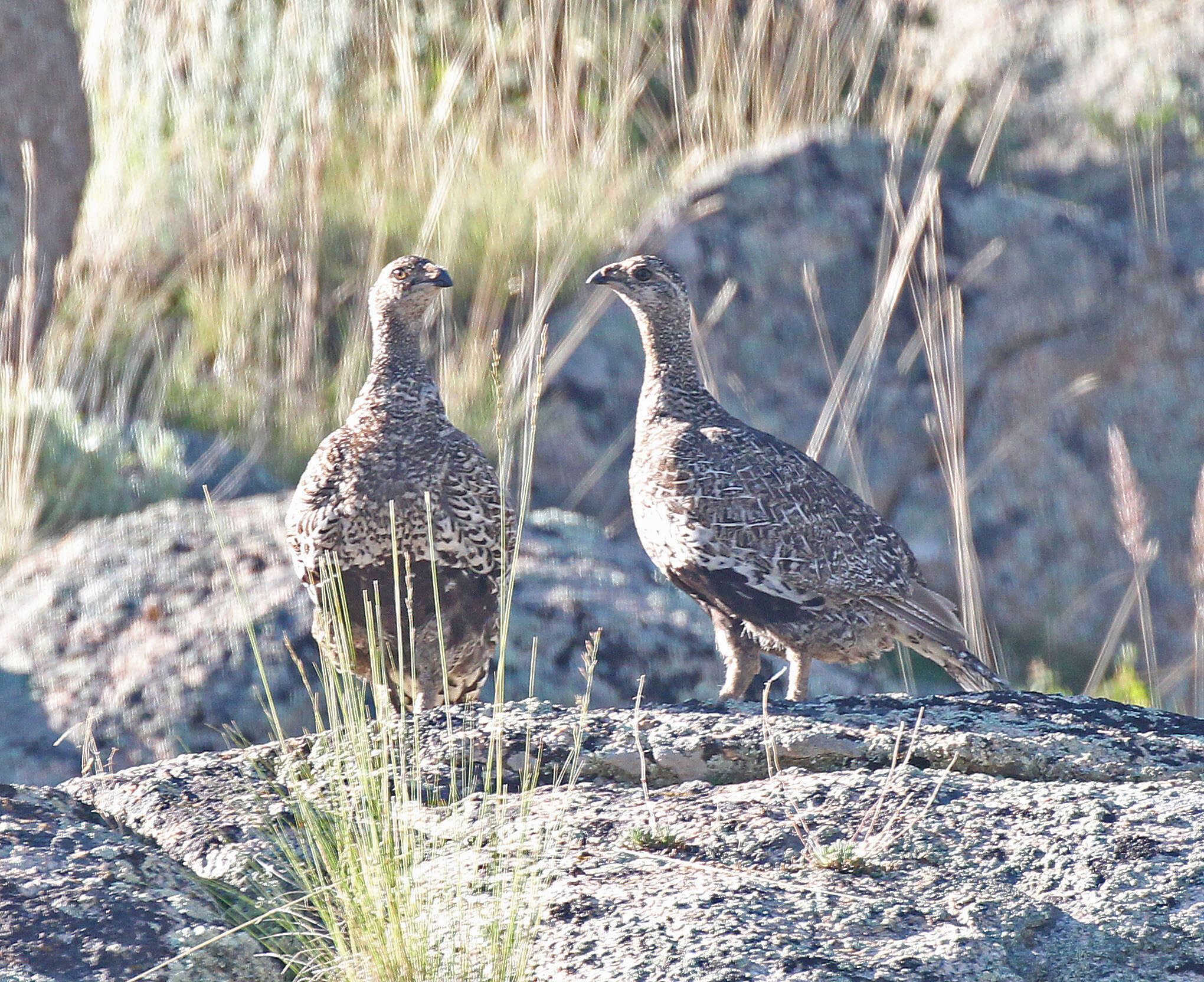 Image of Gunnison Grouse