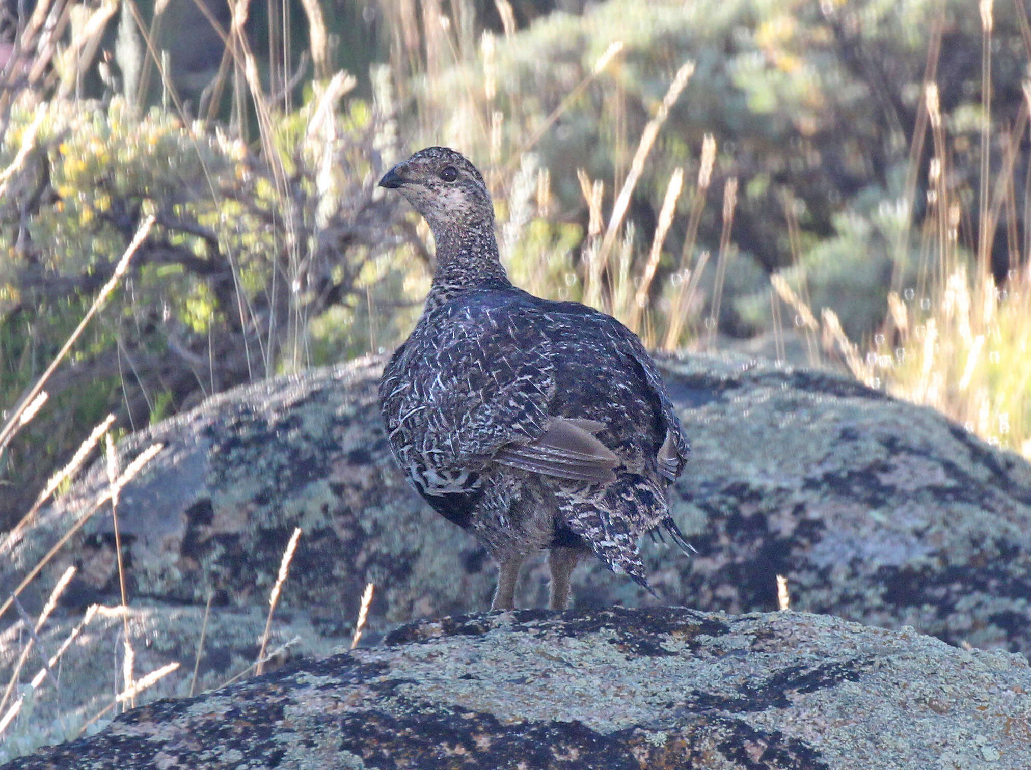 Image of Gunnison Grouse