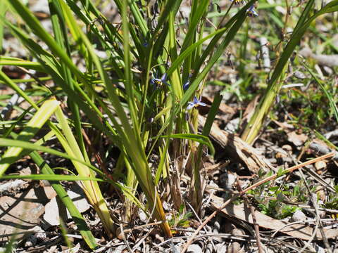 Image of Dianella brevicaulis (Ostenf.) G. W. Carr & P. F. Horsfall