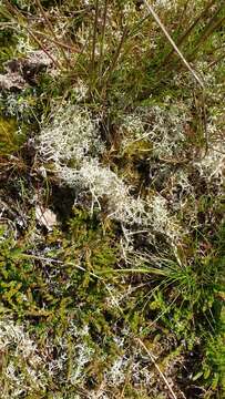 Image of Reindeer lichen