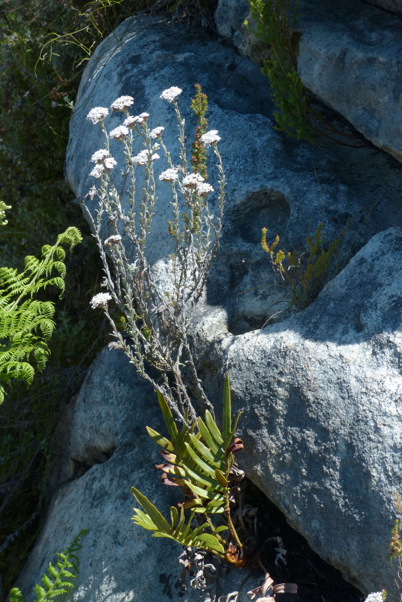 Image of Langebergia canescens (DC.) A. A. Anderberg