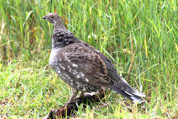 Image of Dusky Grouse