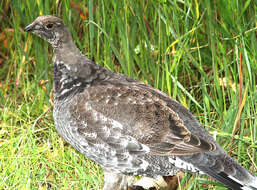 Image of Dusky Grouse