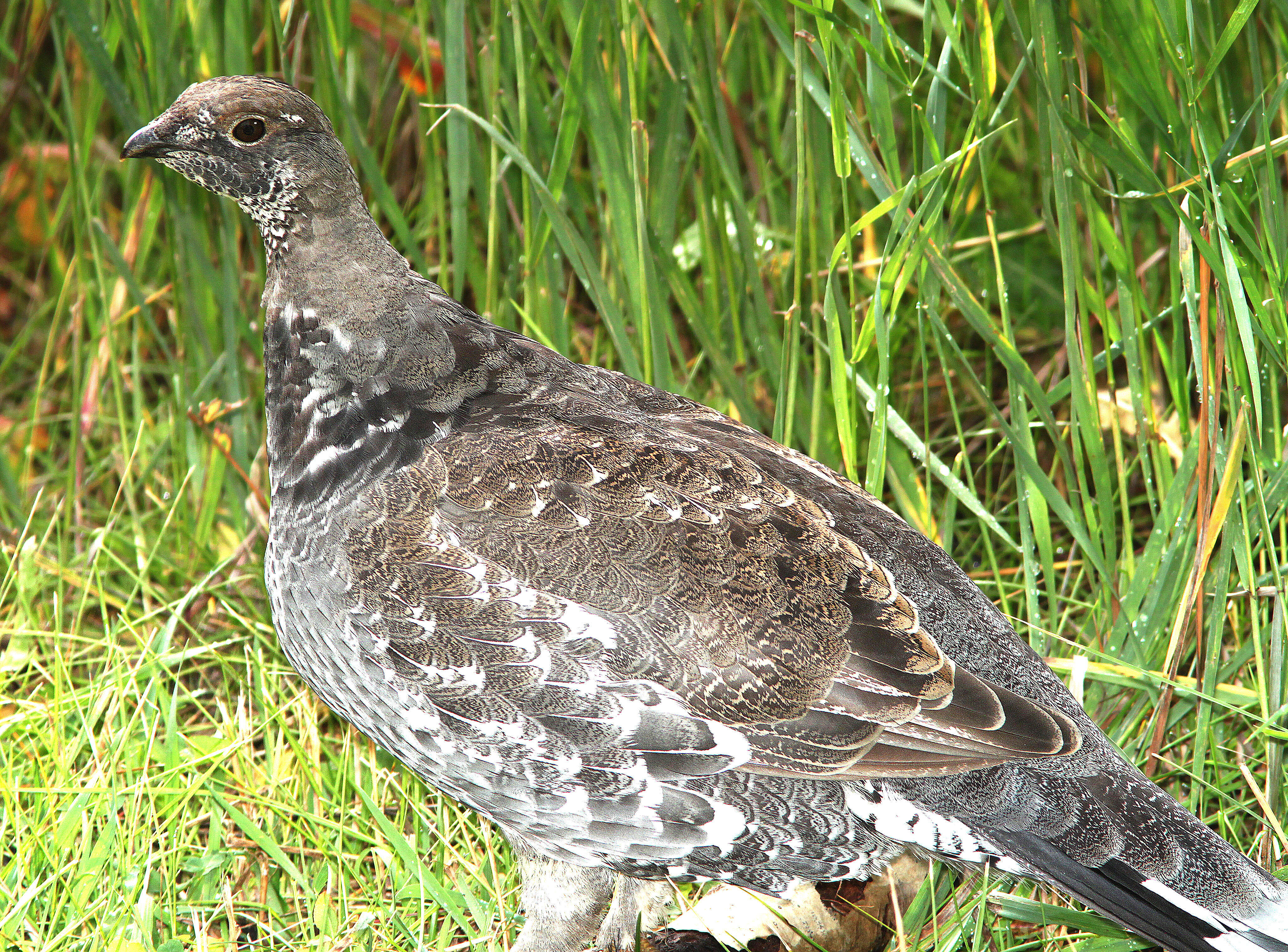 Image of Dusky Grouse