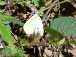 Image of cabbage butterfly