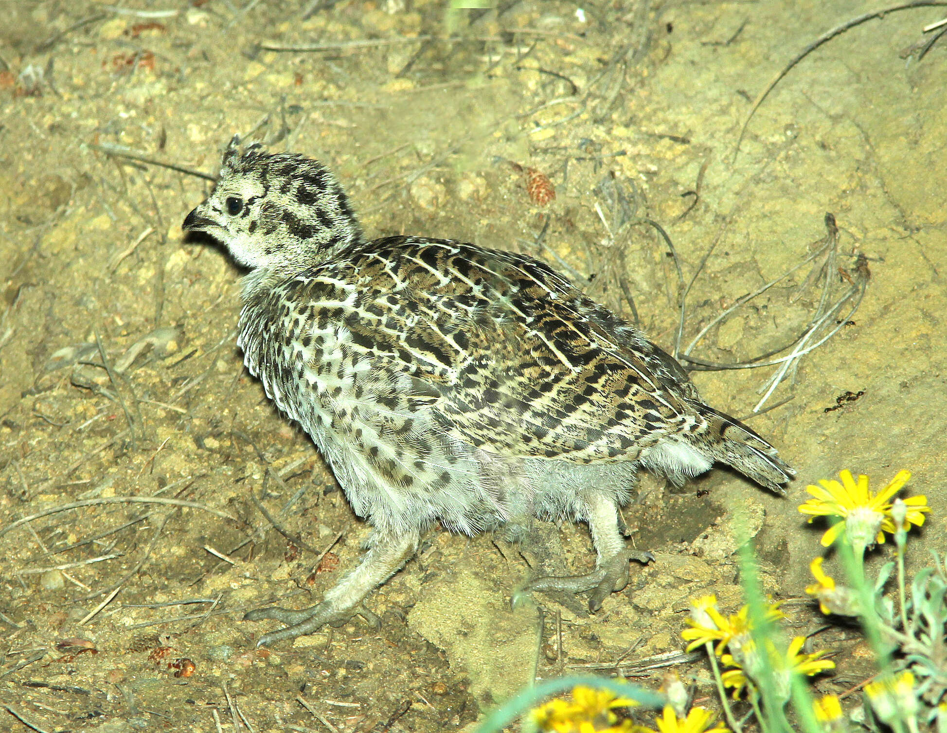 Image of Dusky Grouse