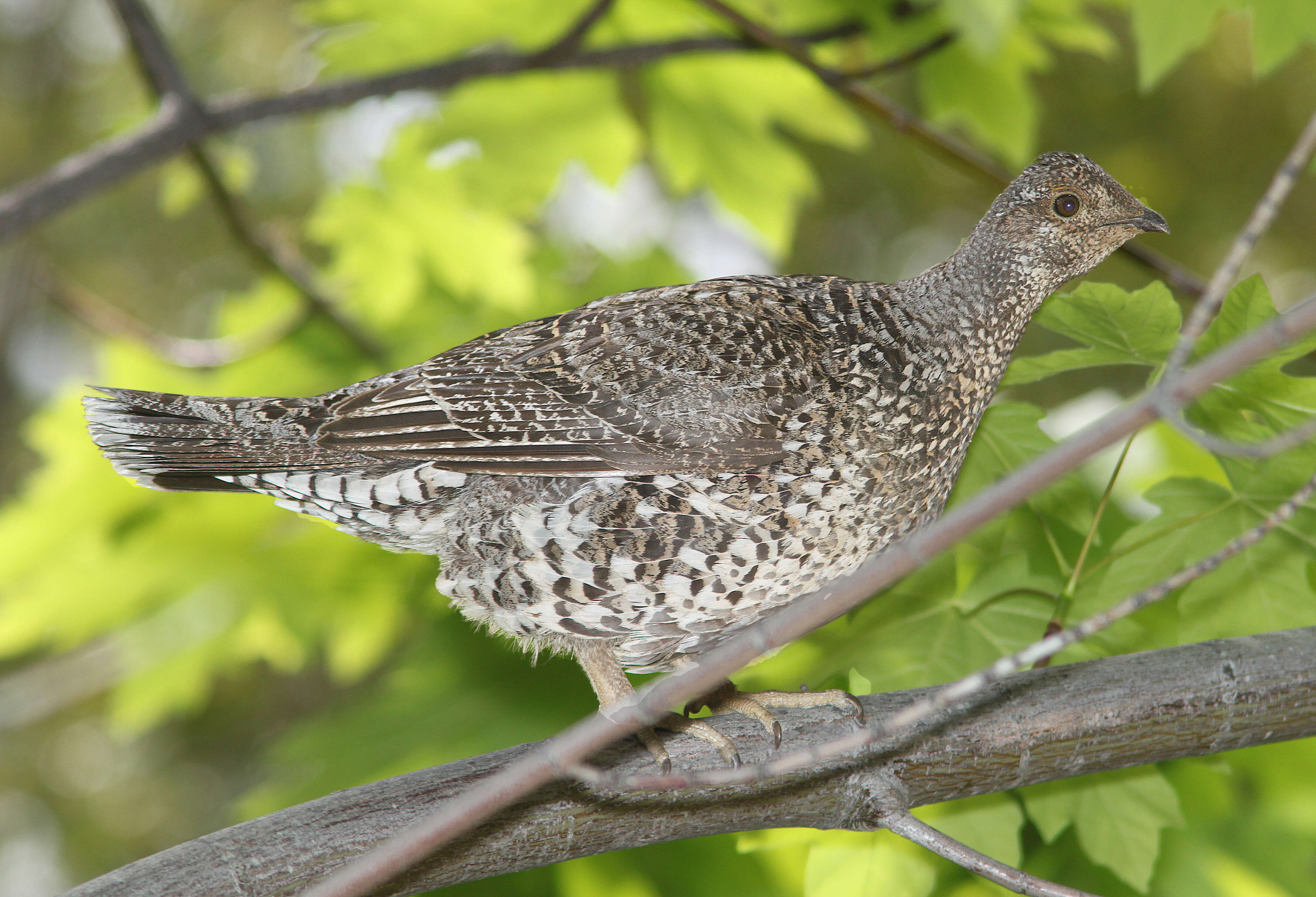 Imagem de Dendragapus fuliginosus (Ridgway 1873)