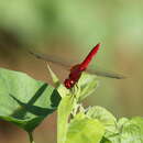 Urothemis bisignata Brauer 1868 resmi