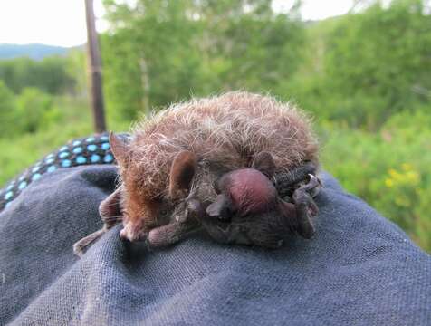 Image of Greater Tube-nosed Bat