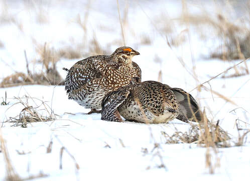 Image of Sharp-tailed Grouse