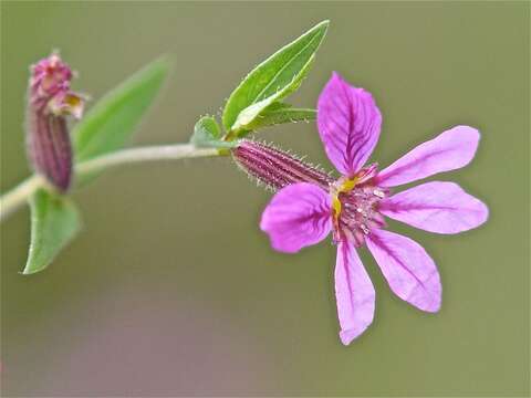 Image of Sticky Waxweed