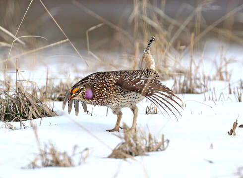 Image of Sharp-tailed Grouse