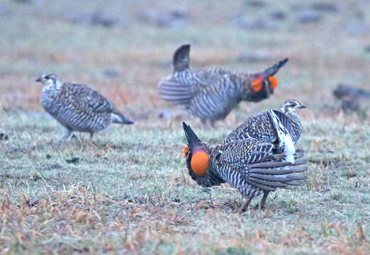 Image of Greater Prairie Chicken