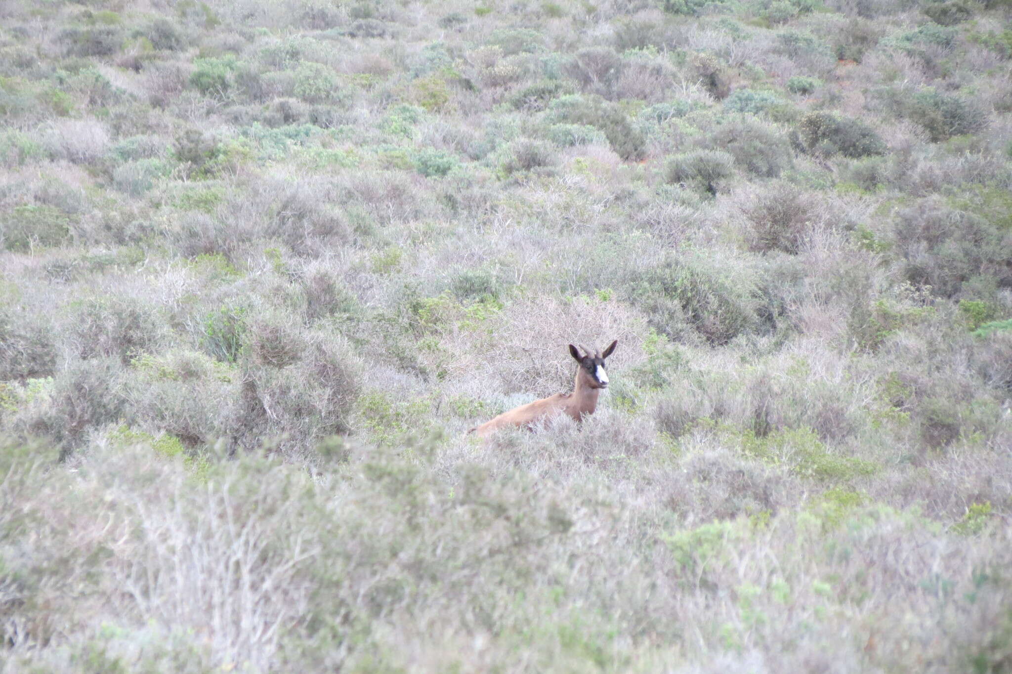 Image of Black Springbok