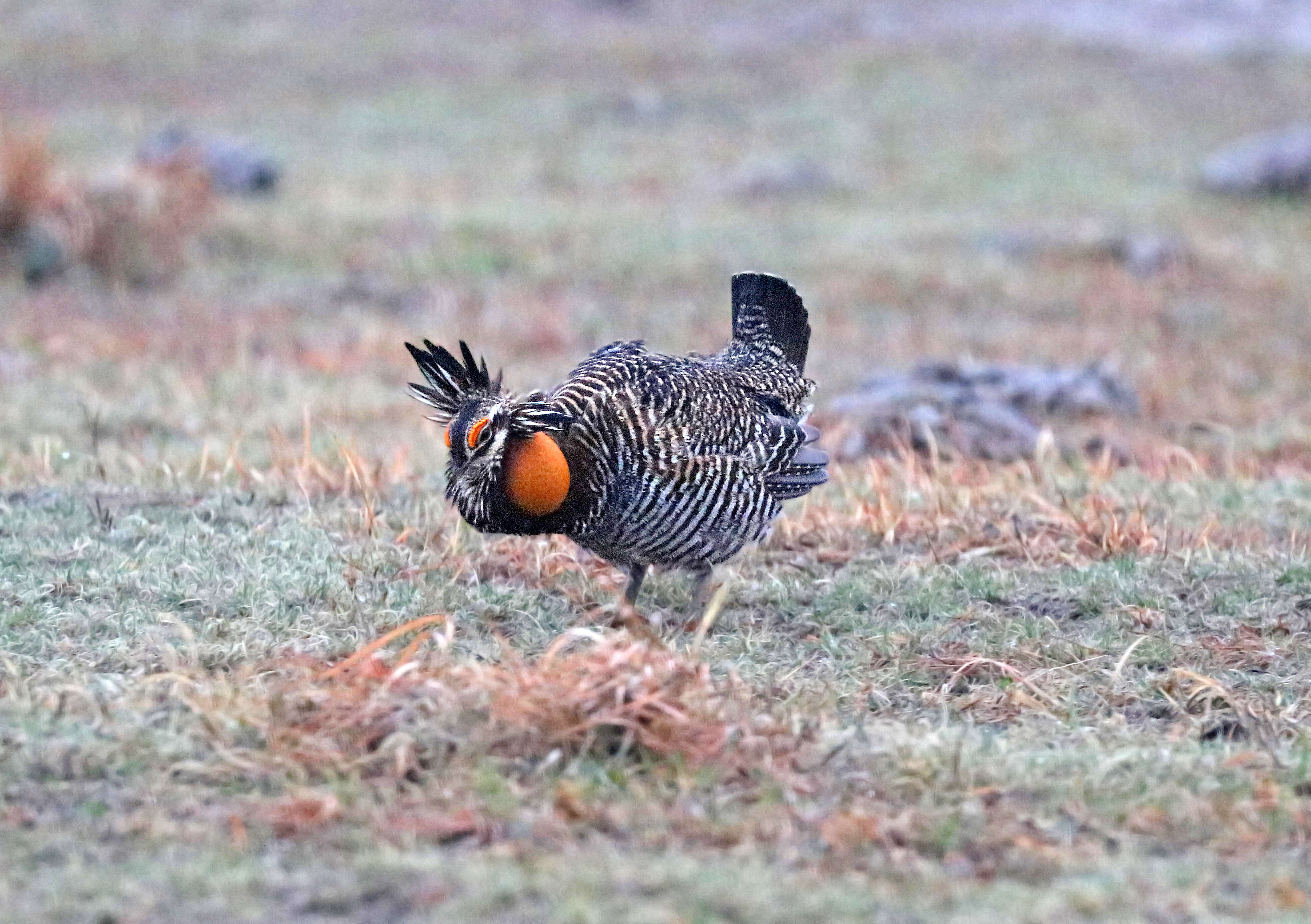 Image of Greater Prairie Chicken