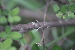 Image of Citharexylum lycioides D. Don