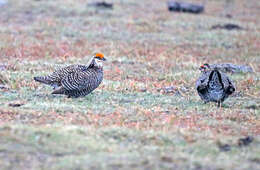 Image of Greater Prairie Chicken