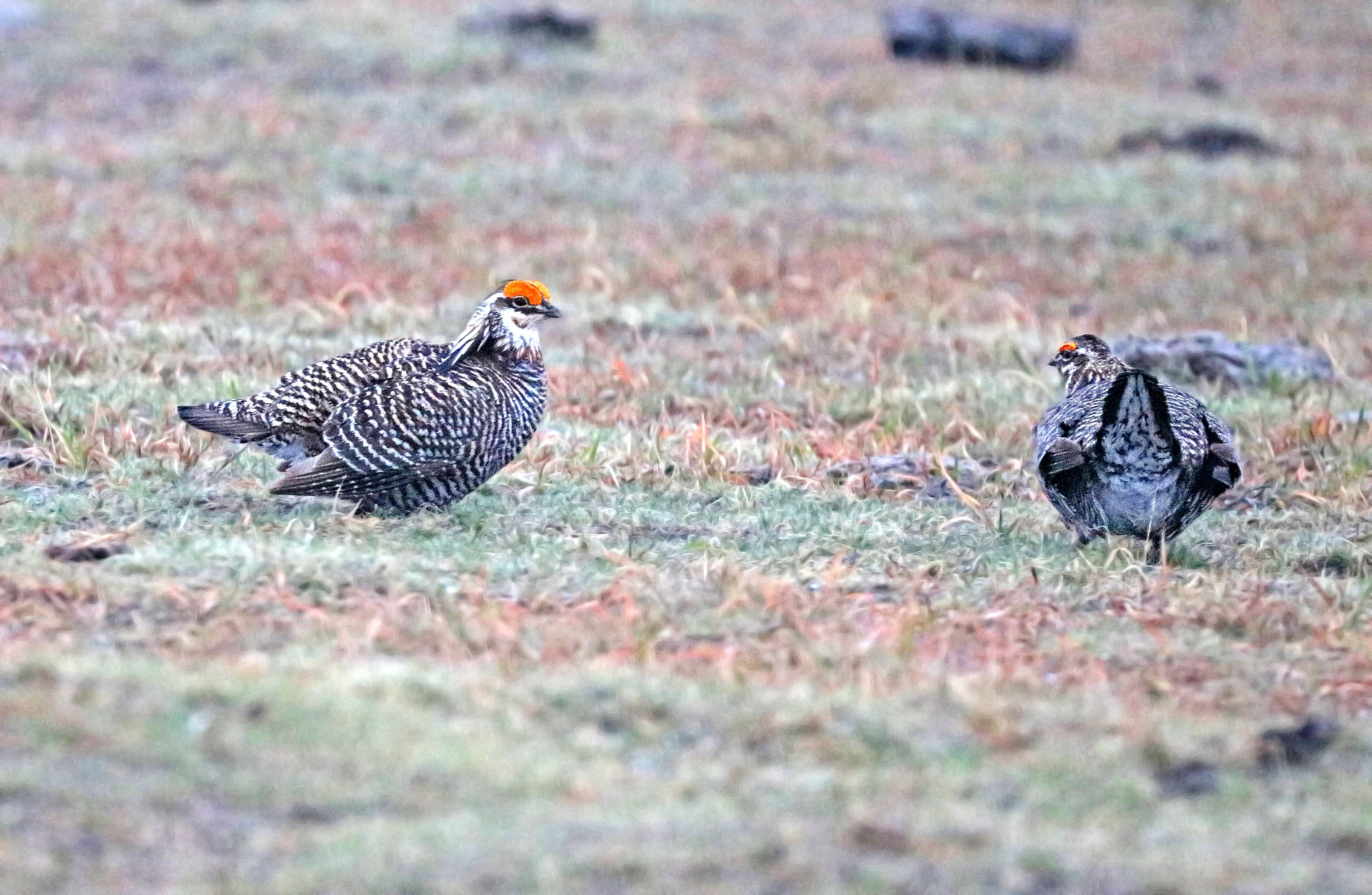 Image of Greater Prairie Chicken