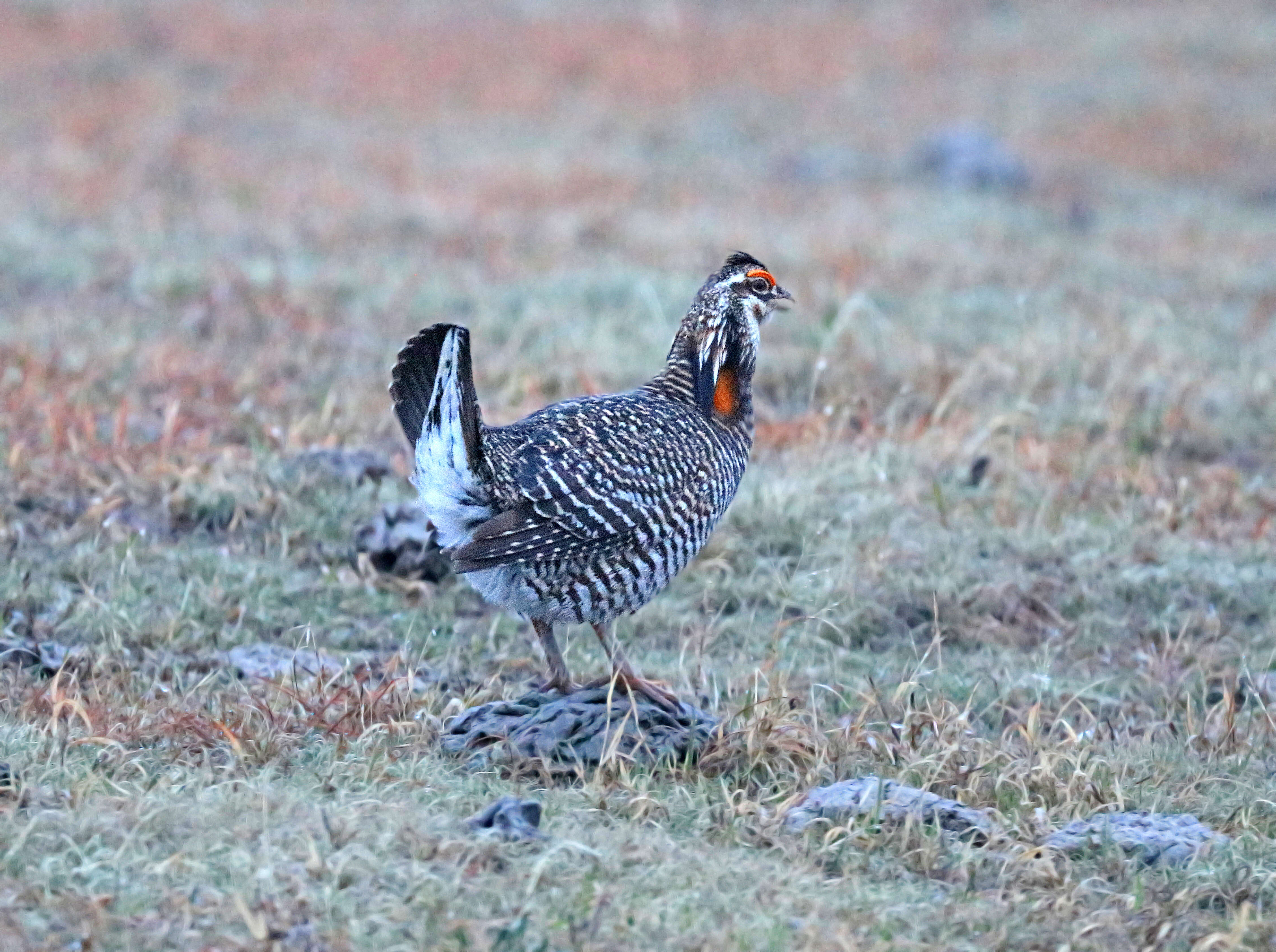 Image of Greater Prairie Chicken