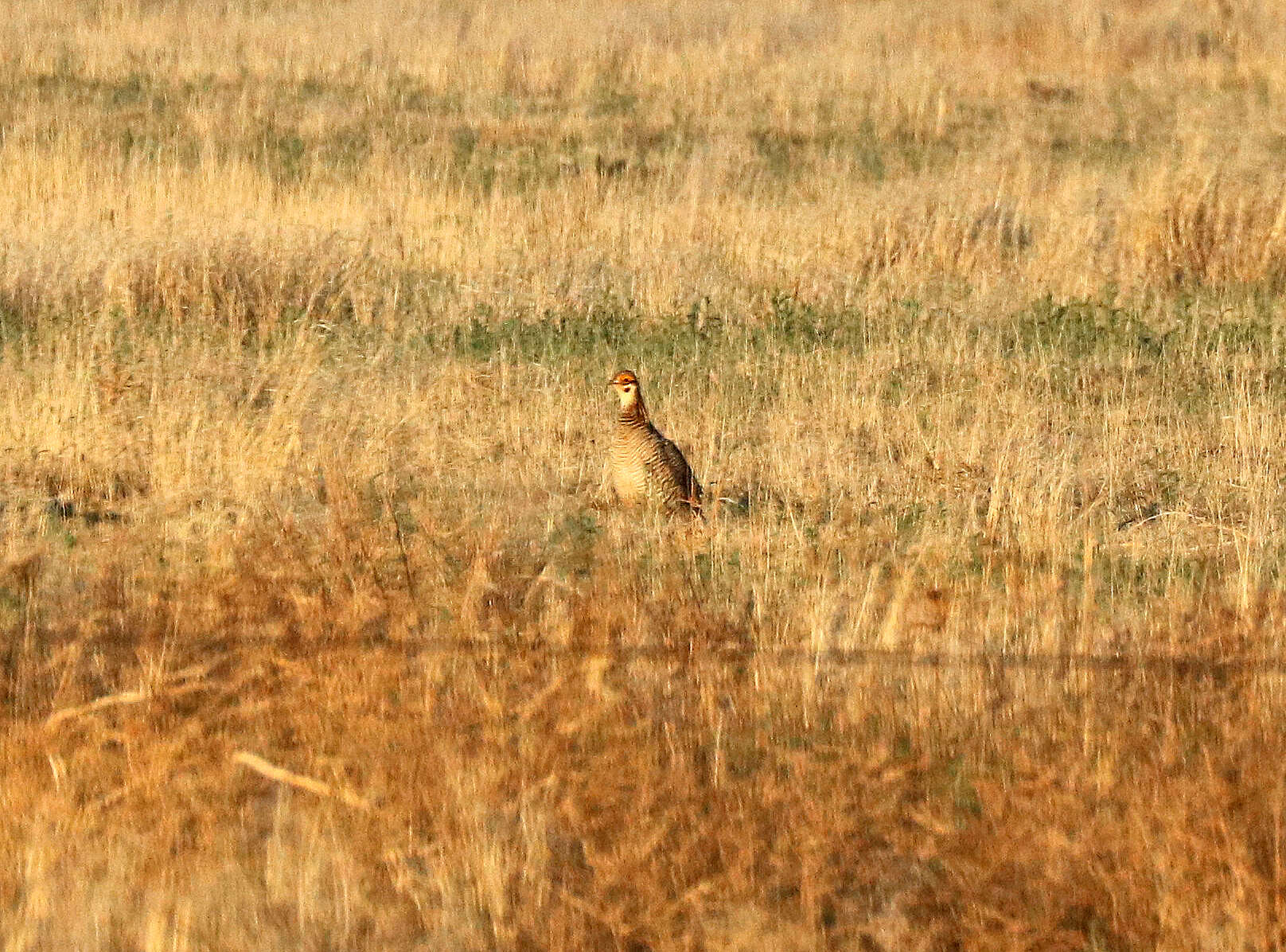 Image de Tétras pâle