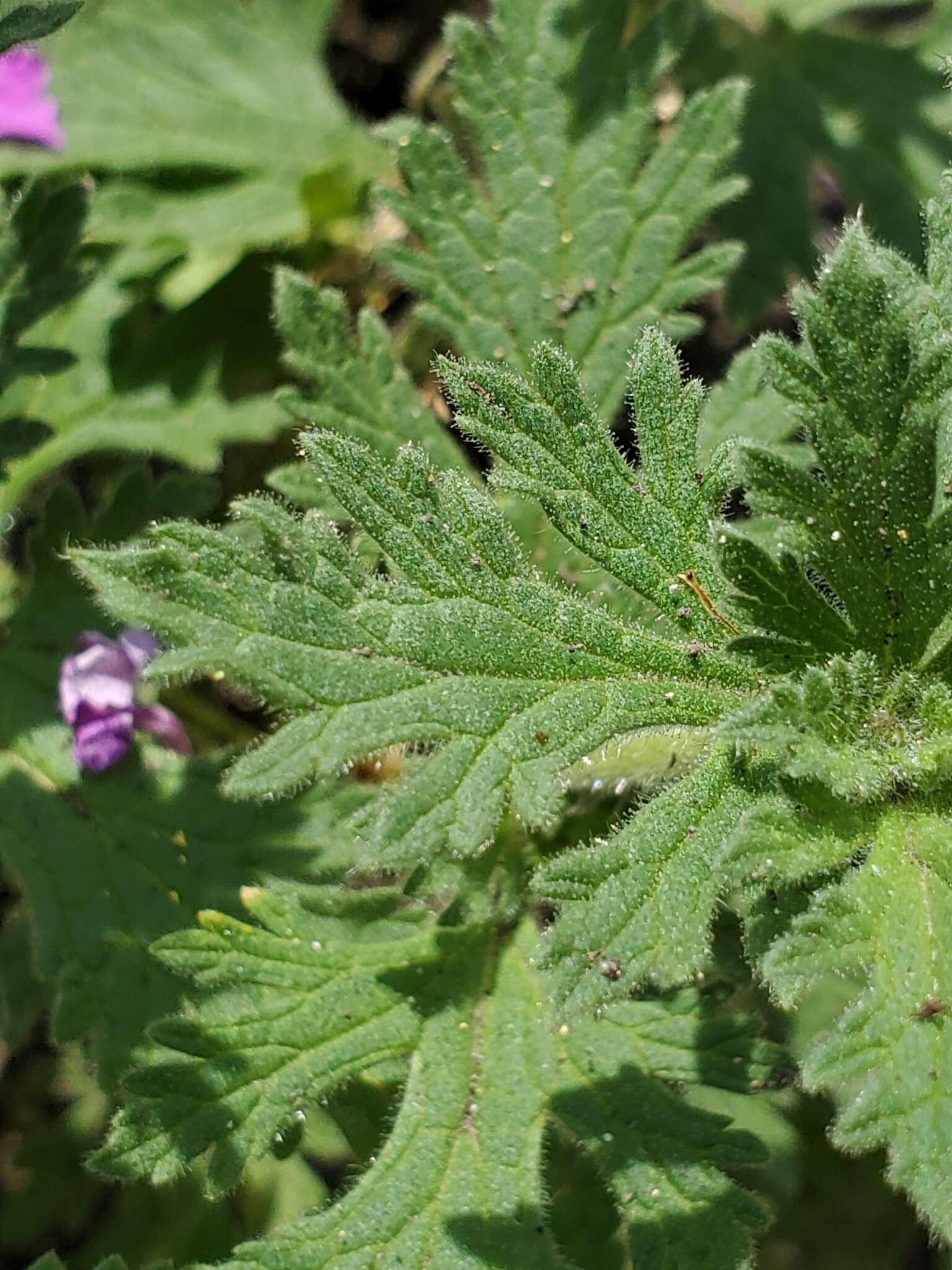 Plancia ëd Glandularia tumidula (L. M. Perry) Umber